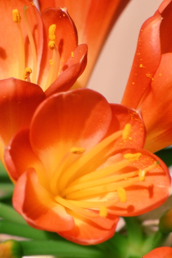 Fiori