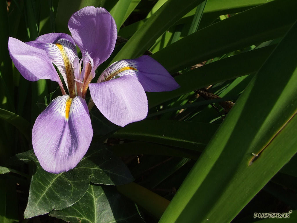 Fiore