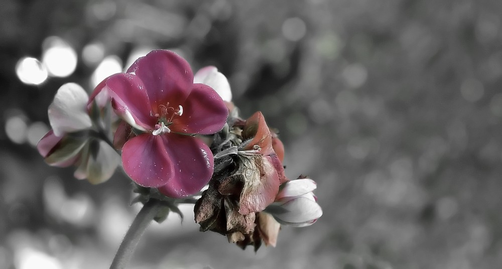 Bellezza effimera desat