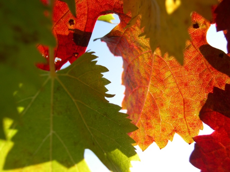 Autunno