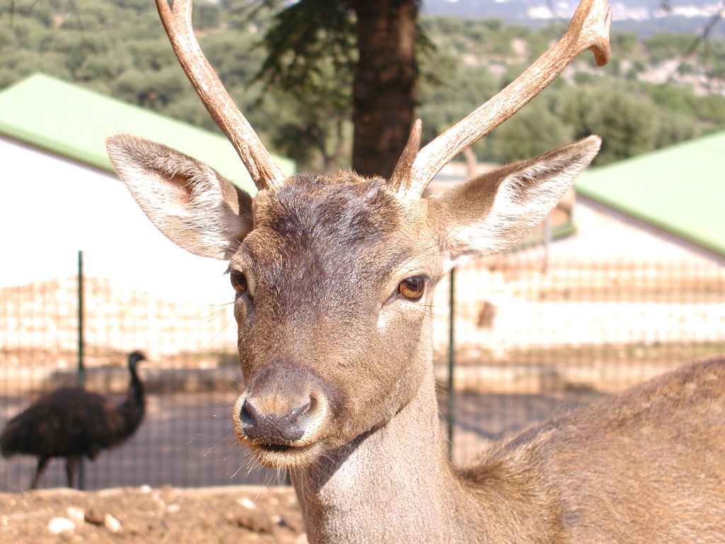 CERVO