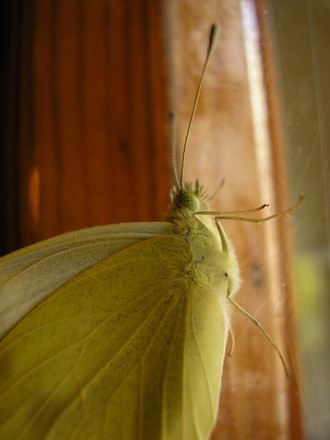 Farfalla