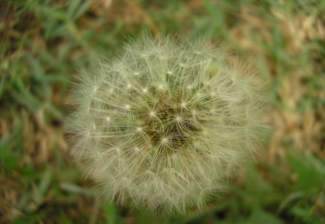 Soffione
