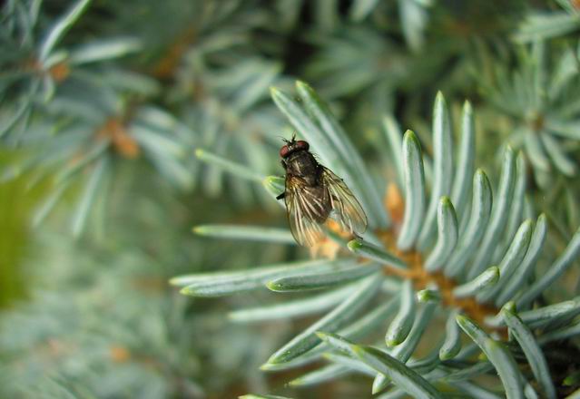 mosca