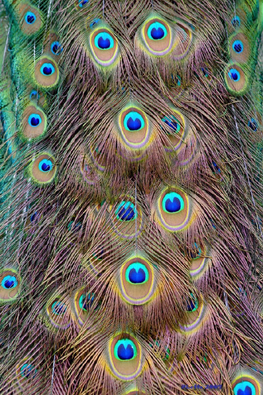 Tavolozza