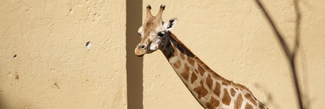 Giraffa