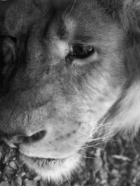 lacrima da leone...