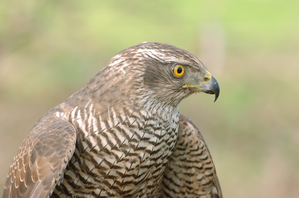 Falco