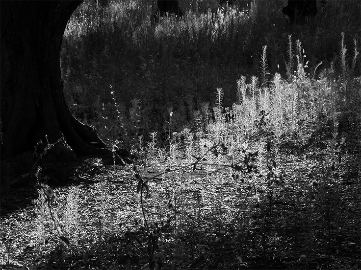 Img2006_08_17-17-51-35