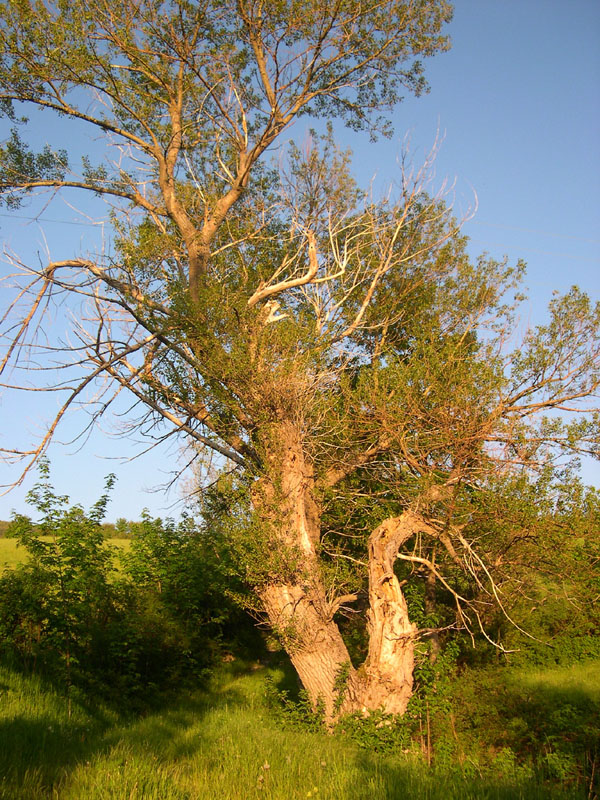 Appennino II