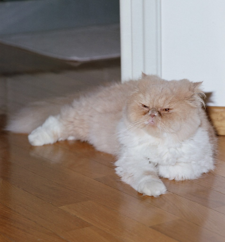 Cat
