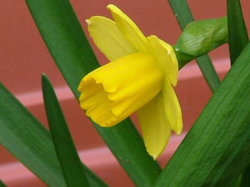 Narciso