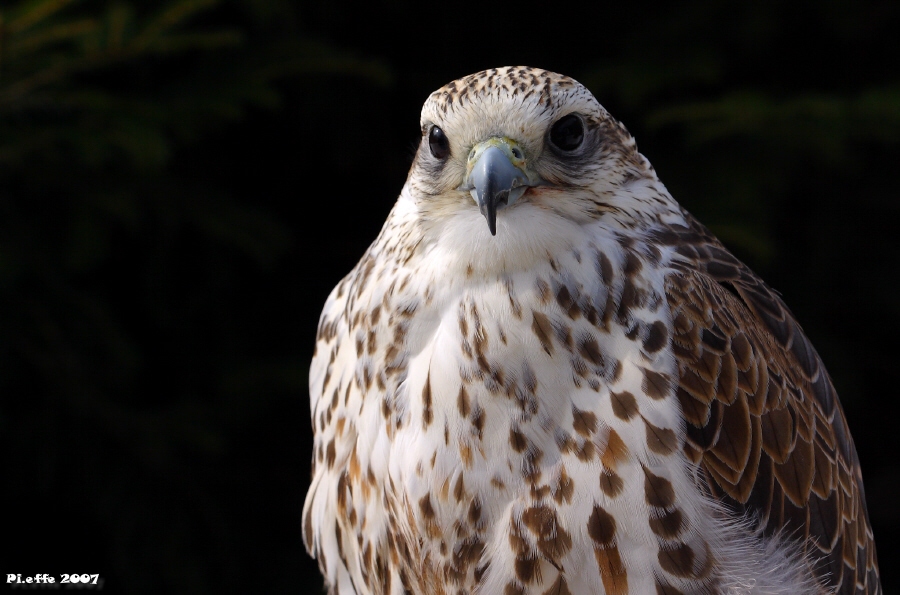 White Hawk