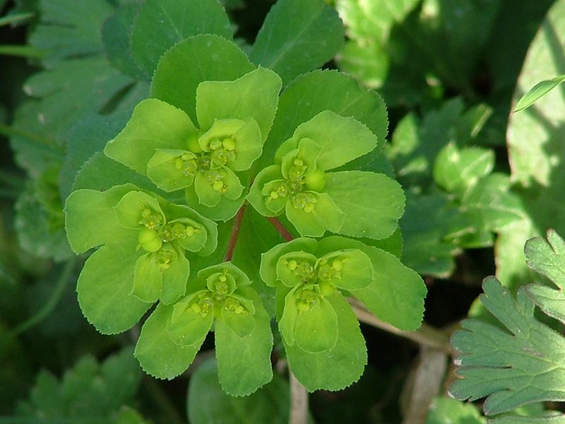 fiore verde