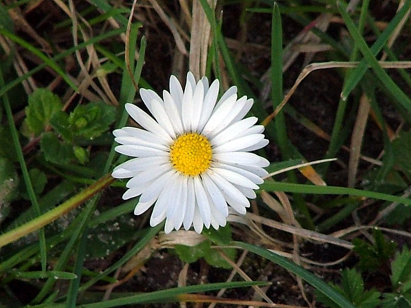 margherita