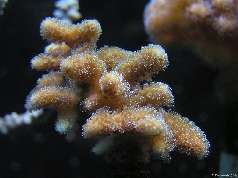 Sott'acqua