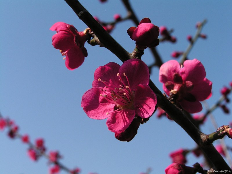 Rosa al Cielo