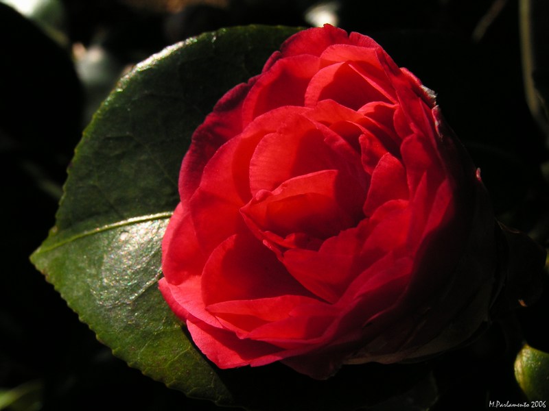 Petali Rossi