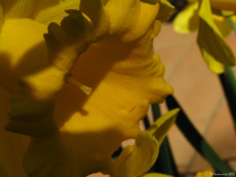 Campanella Gialla