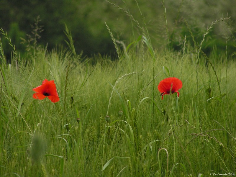 Coppietta Rossa