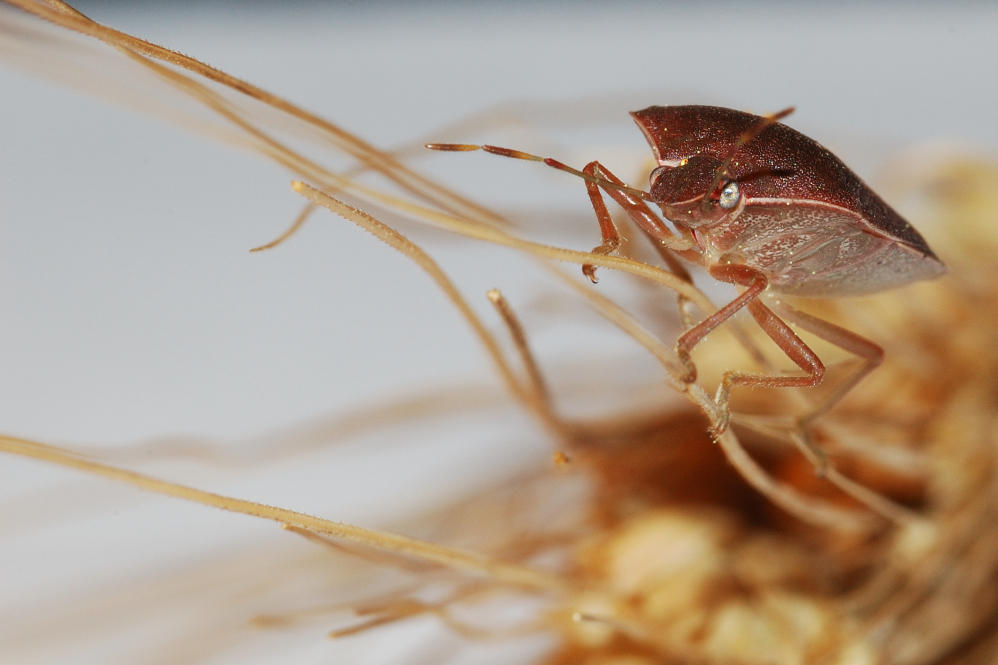 La cimice e la spiga 3