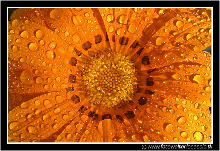 Fiore #1