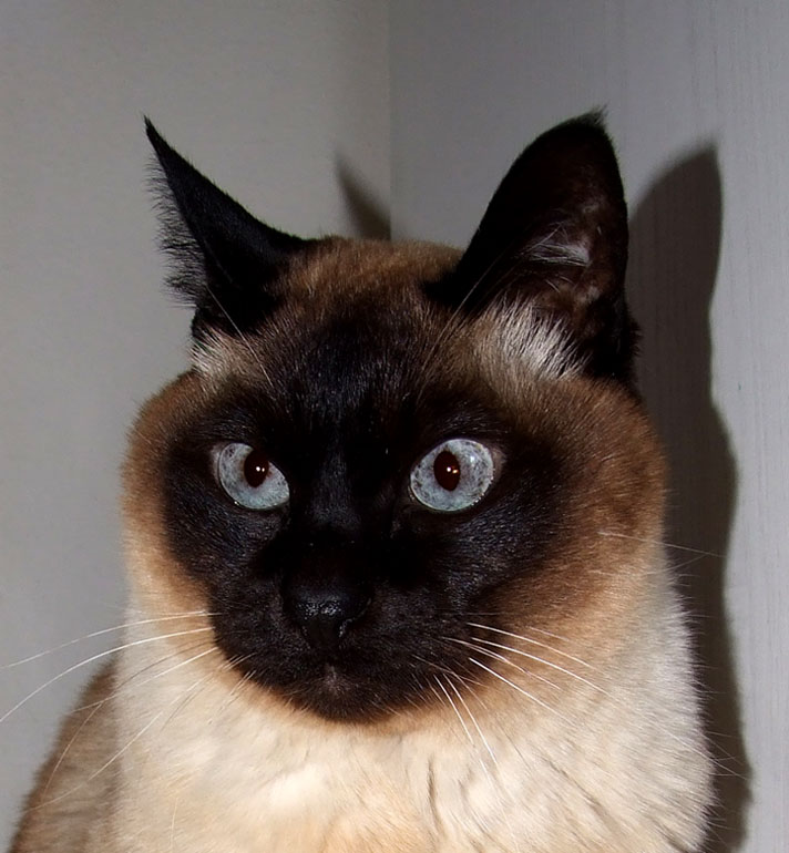il mio amico vecchietto....Pippo,16 anni!!
