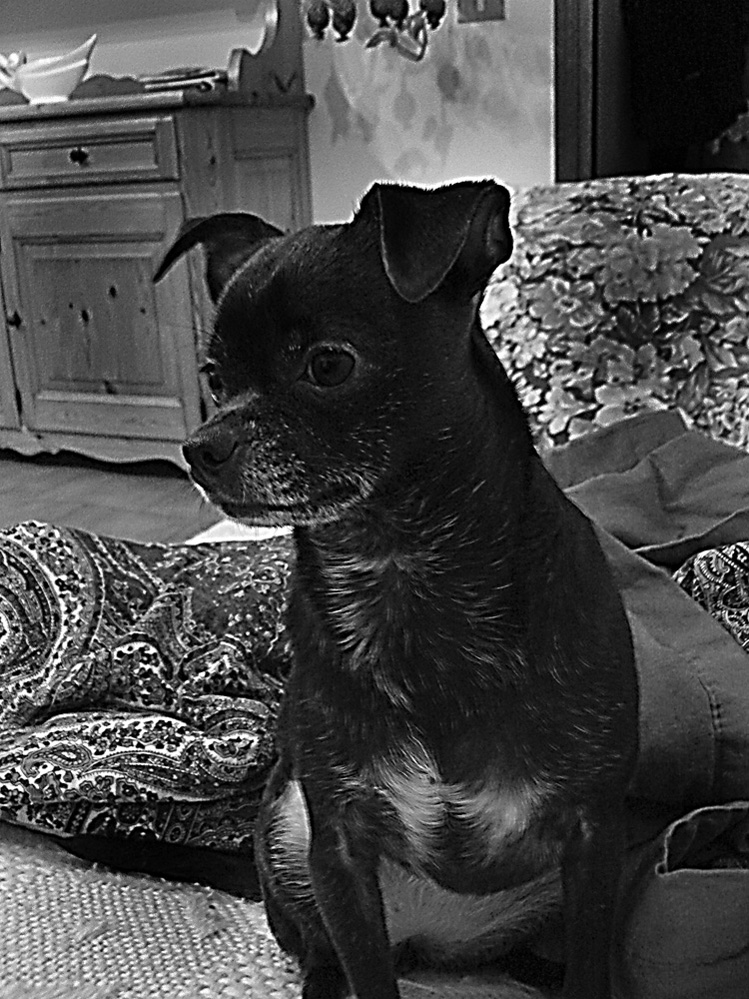 la mia cucciola