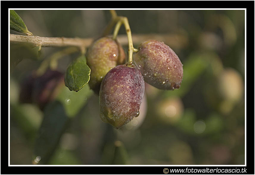 Trittivo di olive