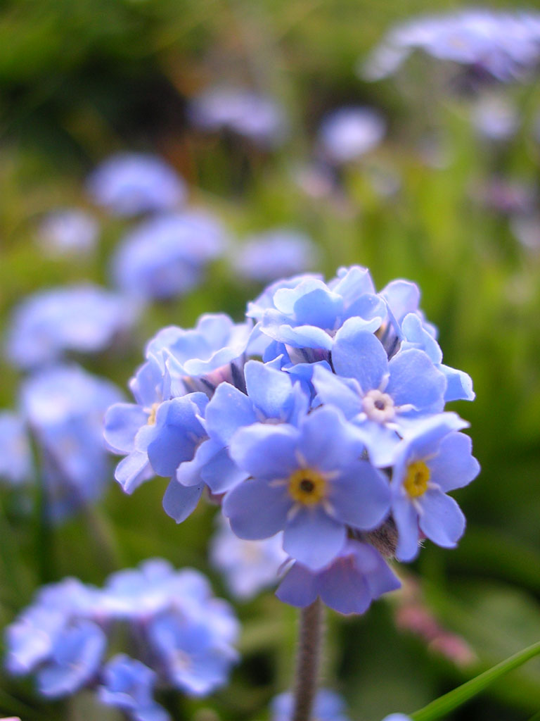fiori1