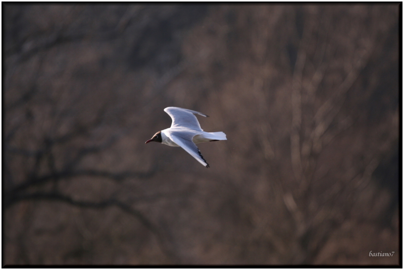 volo libero