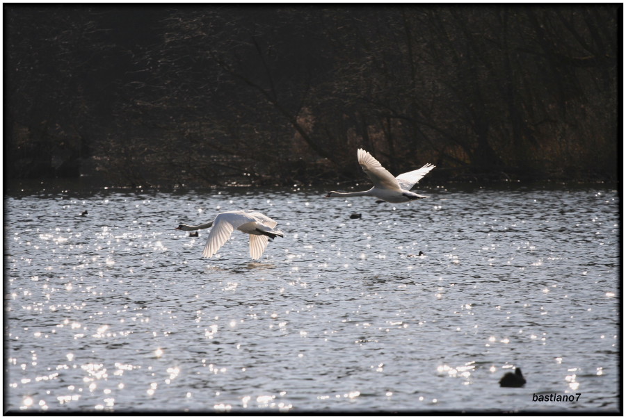 volo radente