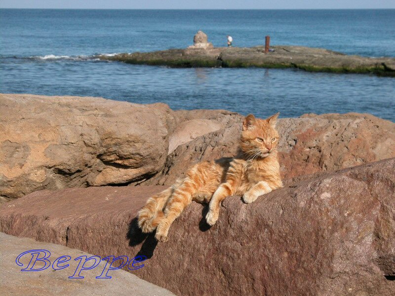 Gatto