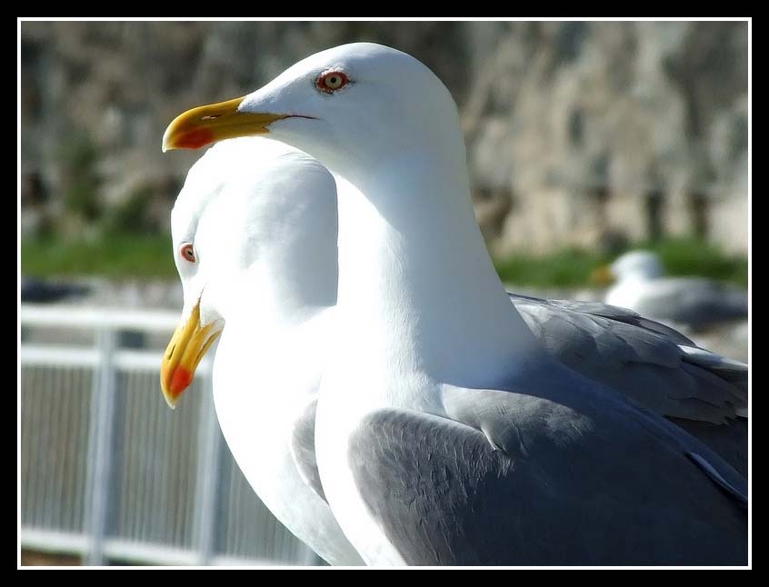 volo