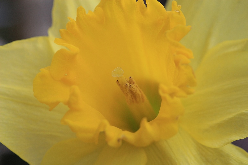Narciso