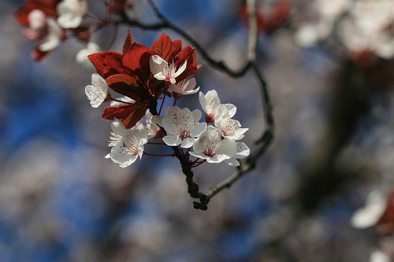 Fiori bianchi