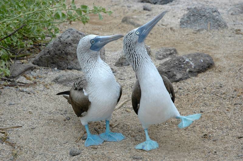 galapagos 2