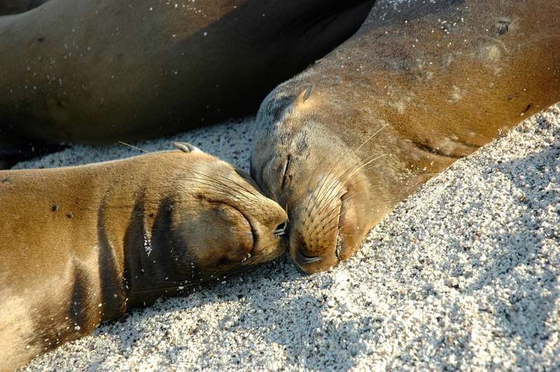 galapagos 4