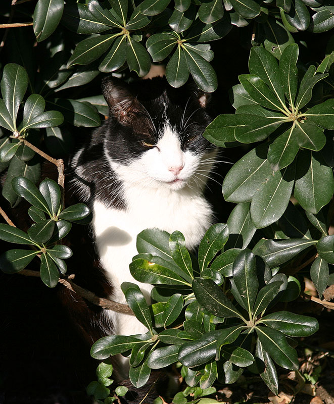 Gatto nelle siepi.