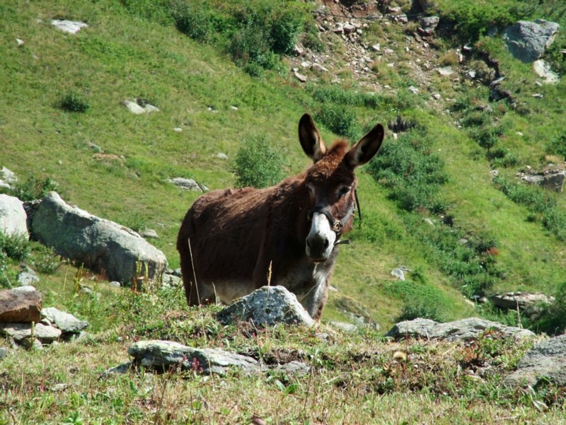 incontri montani...