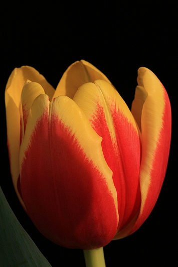 Tulipano