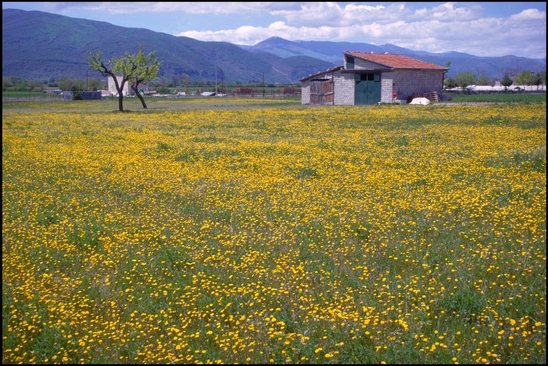 Campo fiorito (Pescasseroli)