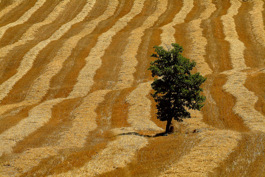 Harvest