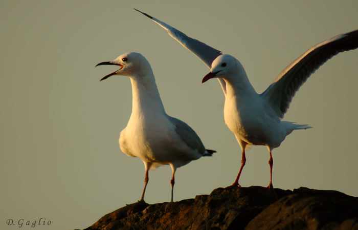 gulls