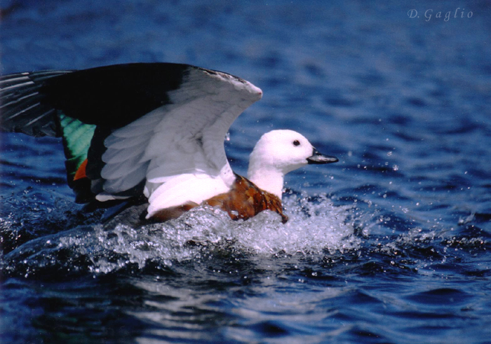 Paradise duck