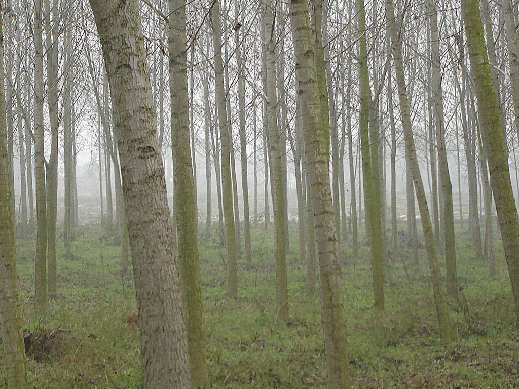 Blair Witch Project