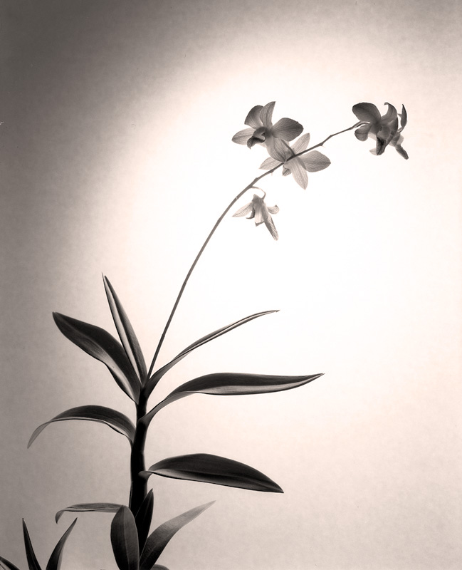 orchidea 4