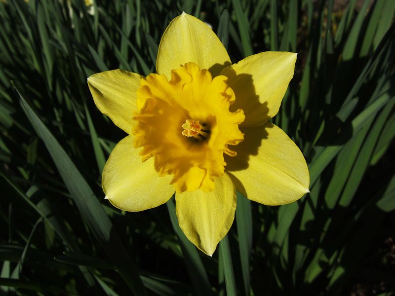 fiore