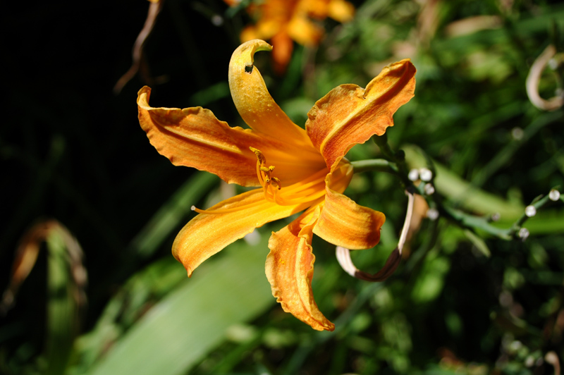 giardino fiorito