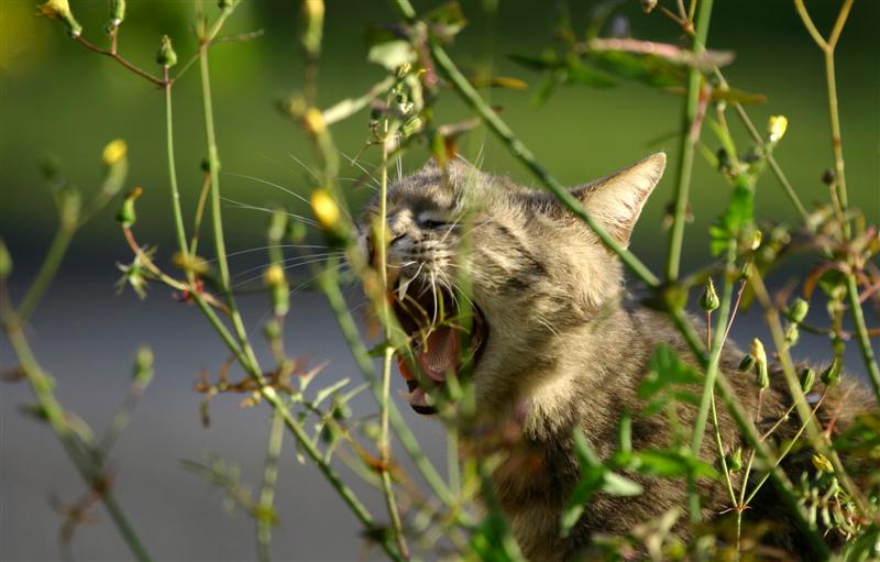 gatto 2